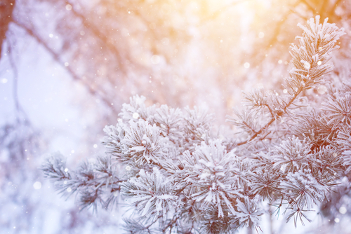 shutterstock_517355914